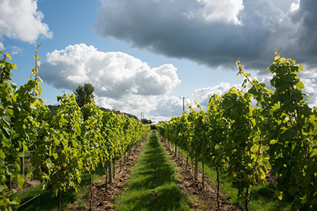 Vineyard & Brewery Tours in Gwent